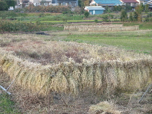稲刈り01.jpg