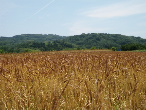麦刈り1.jpg